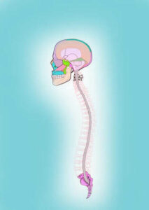 Side profile colored drawing of skull with spin